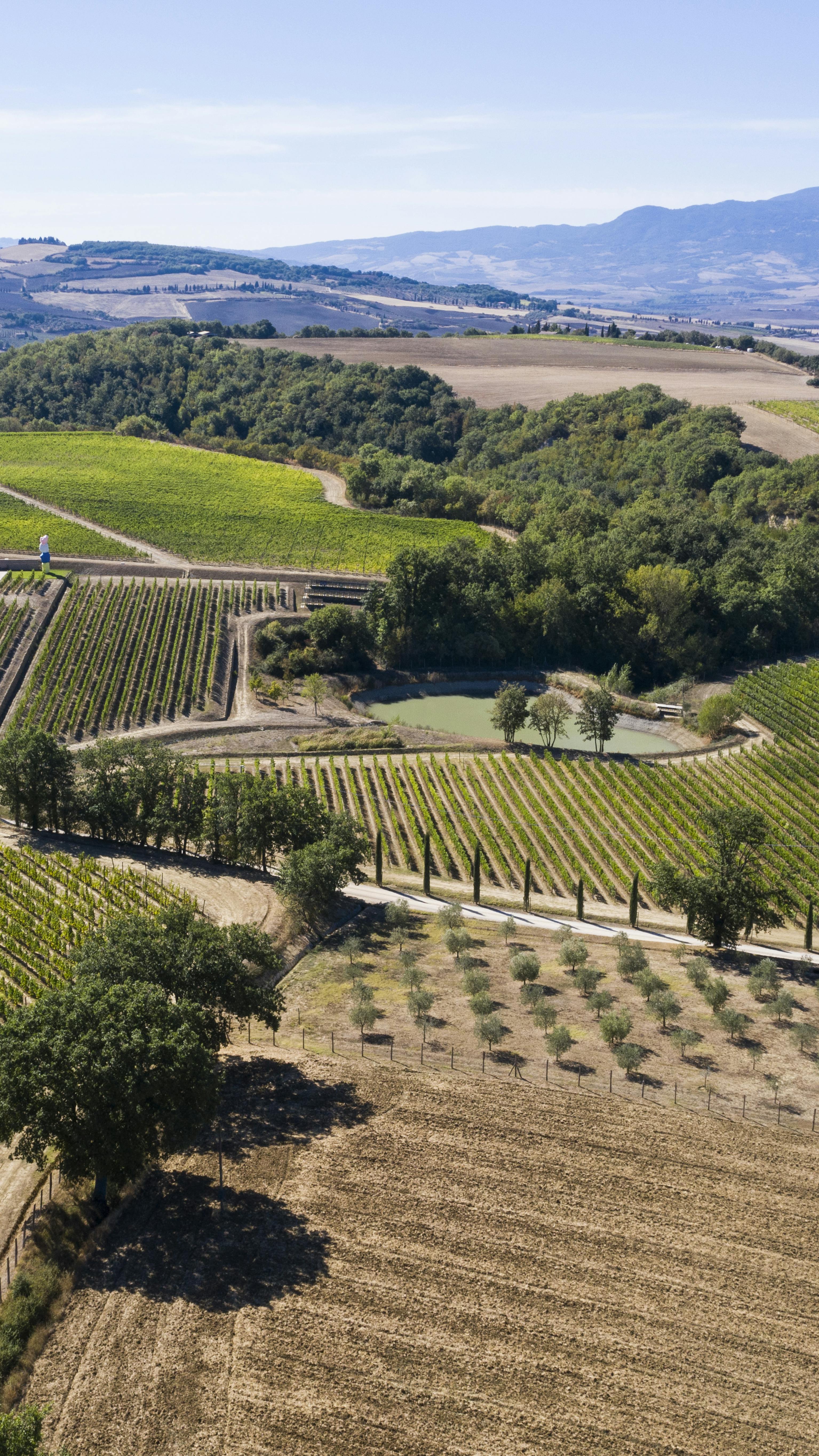 Aerial view by dron on winery vinyards and monte amiata